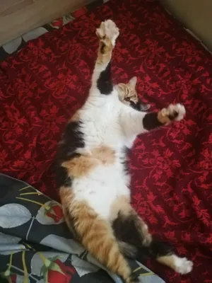 Alehi